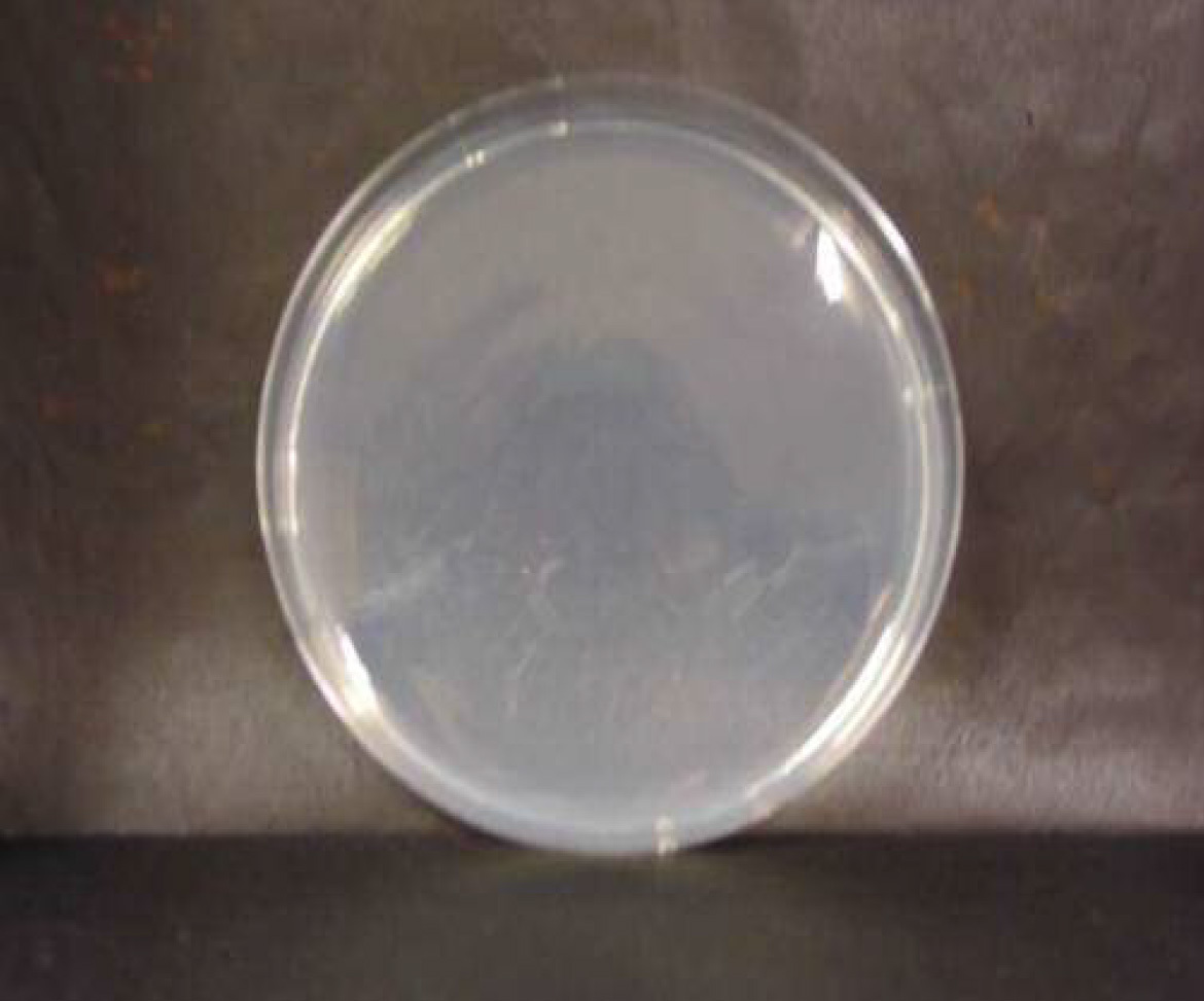 画像：大腸菌　微酸性電解水接触後　n=2