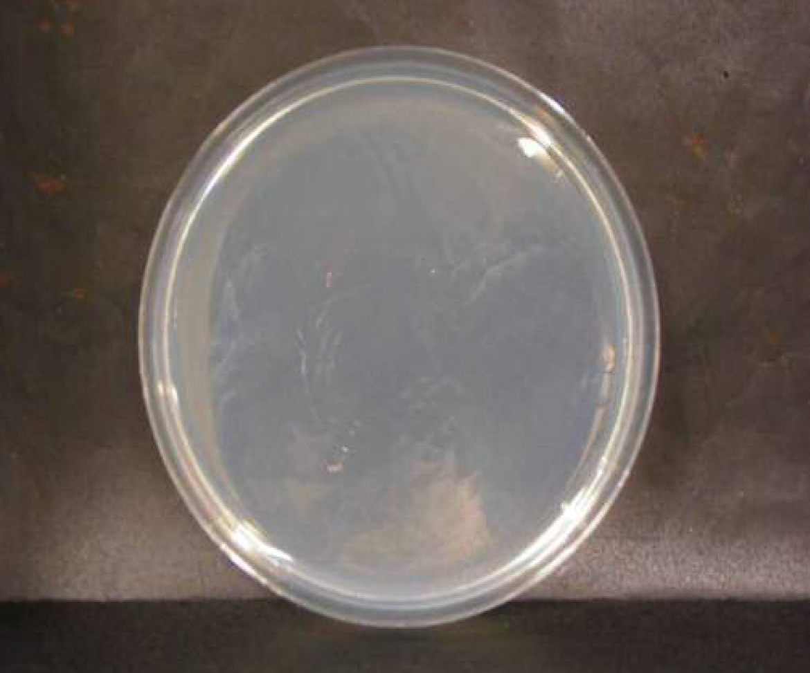 画像：大腸菌　微酸性電解水接触後　n=1