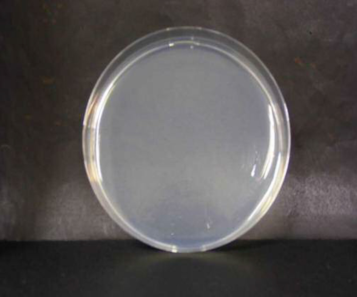 画像：大腸菌　微酸性電解水接触後　n=3