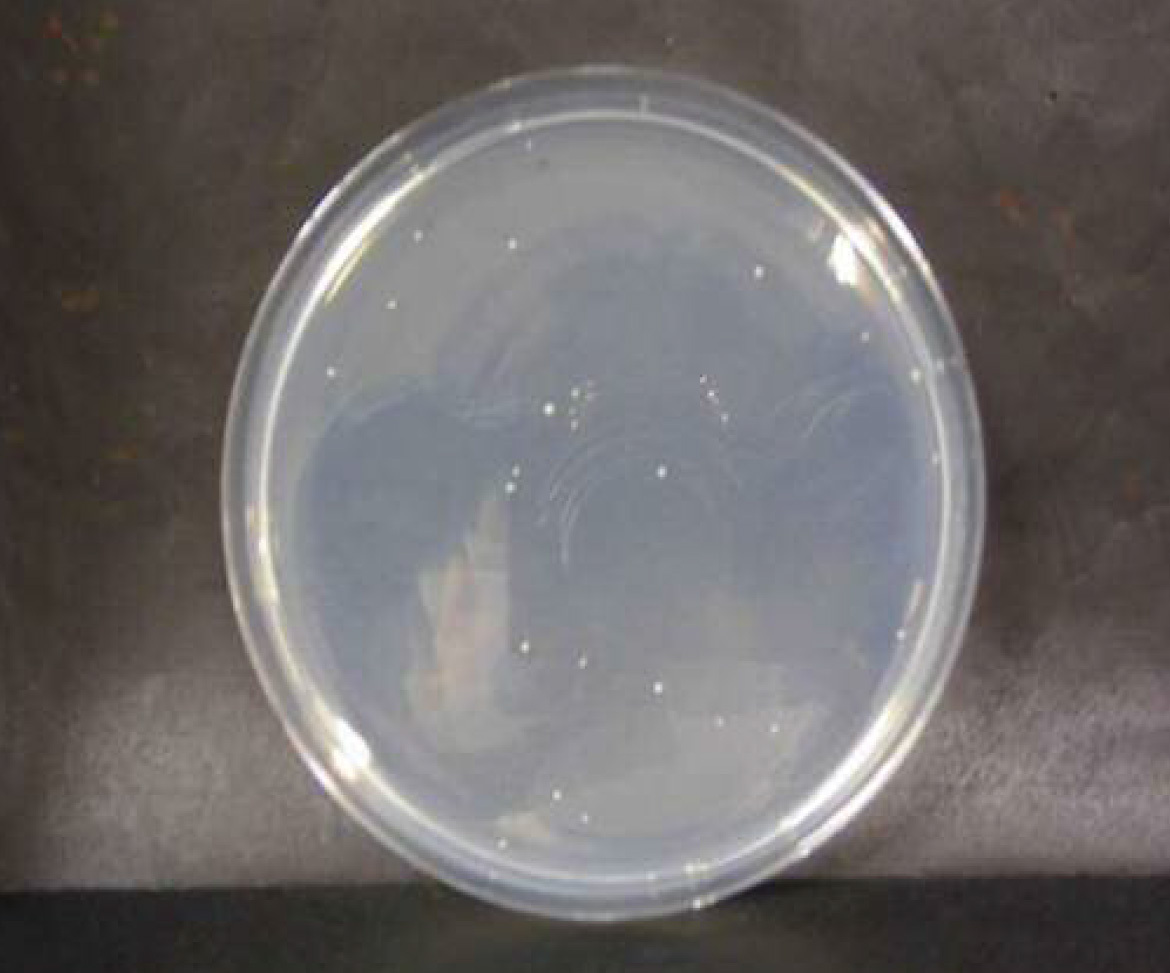 画像：黄色ブドウ球菌　微酸性電解水接触後　n=2