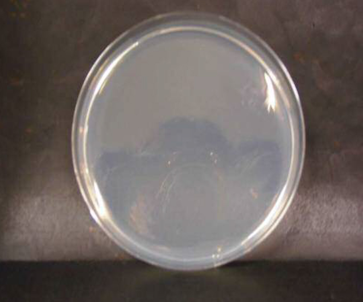 画像：黄色ブドウ球菌　微酸性電解水接触後　n=3