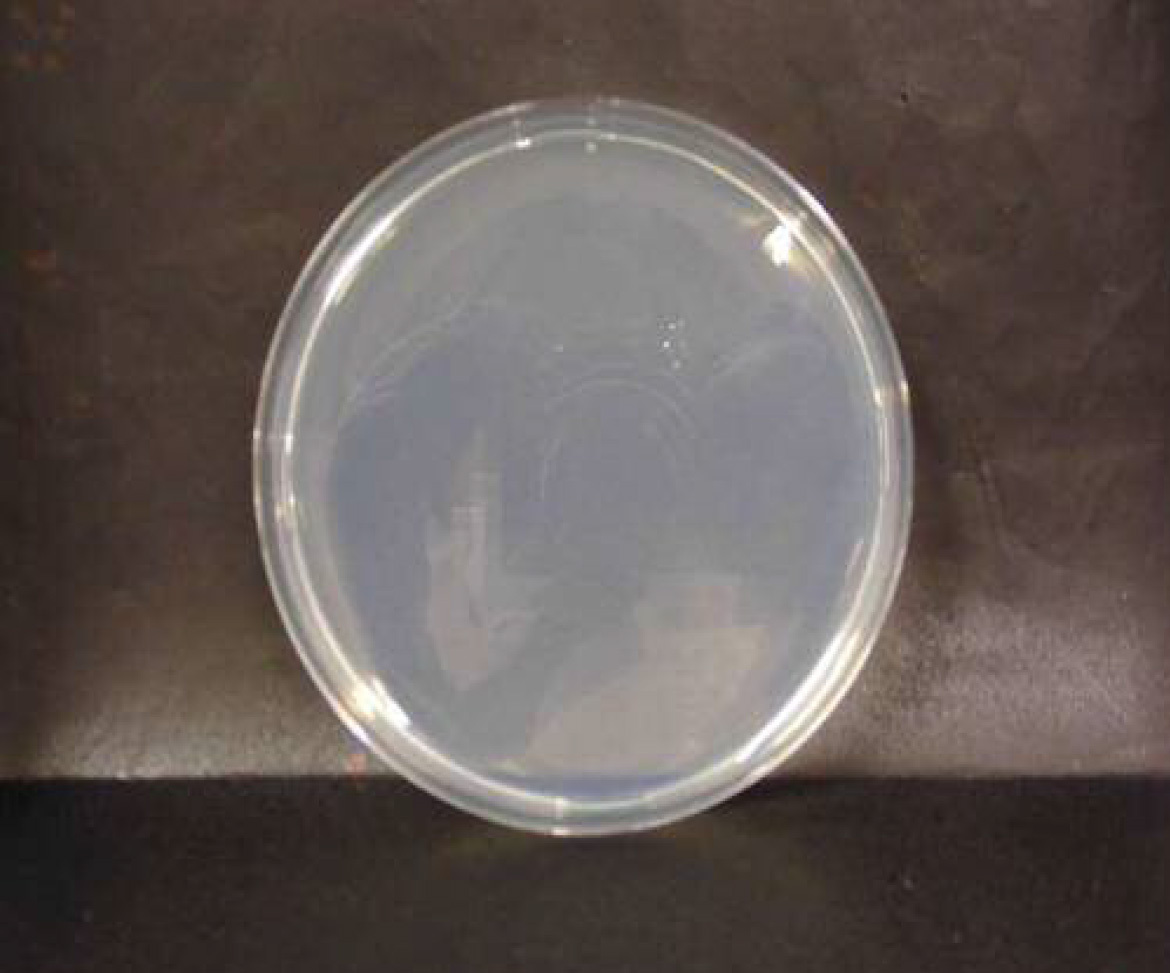 画像：サルモネラ菌　微酸性電解水接触後　n=3