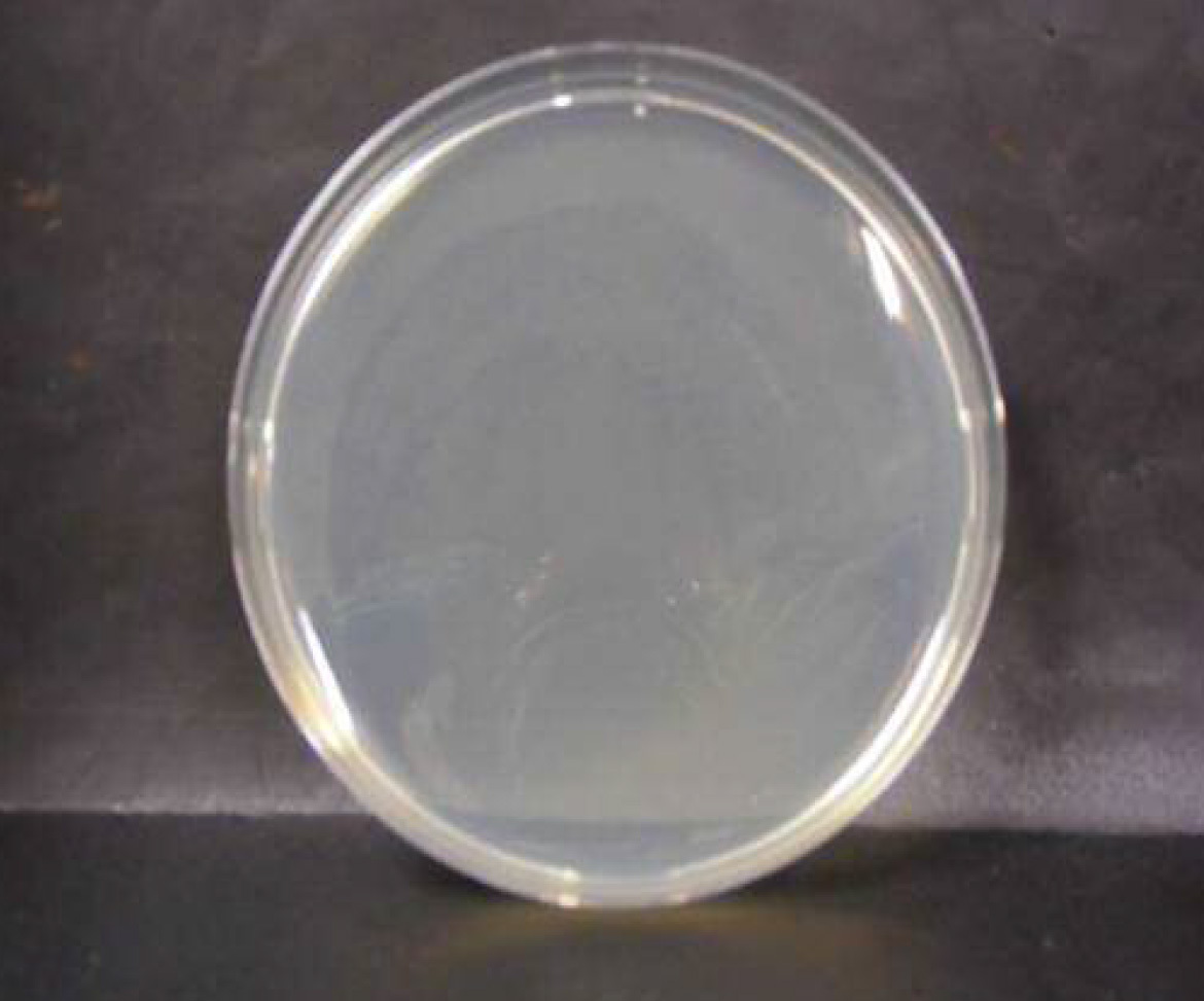 画像：腸炎ビブリオ菌　微酸性電解水接触後　n=1
