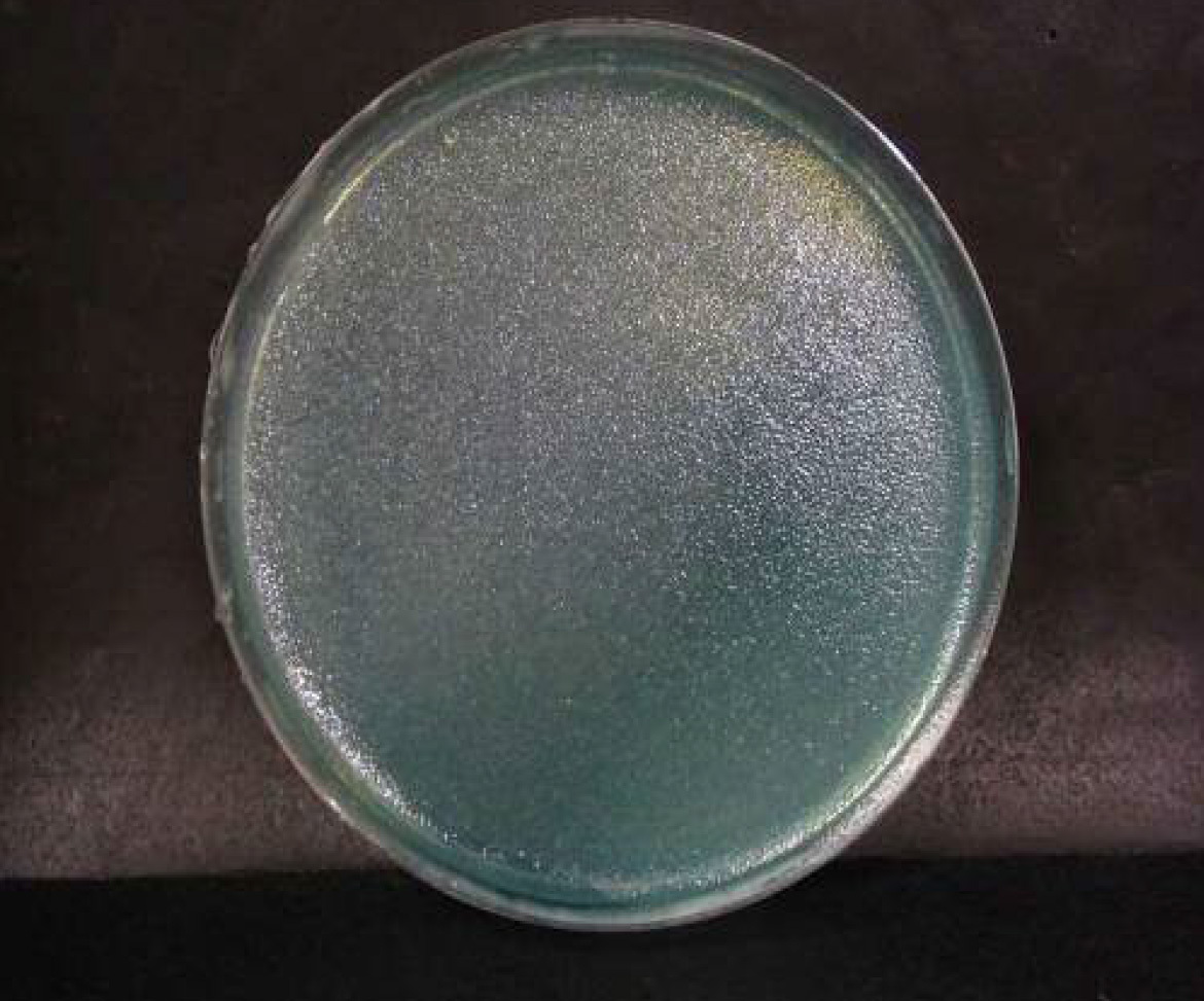 画像：緑膿菌　ブランク　n=2