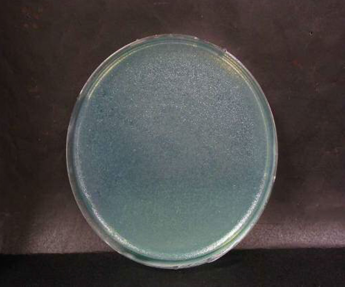 画像：緑膿菌　ブランク　n=3