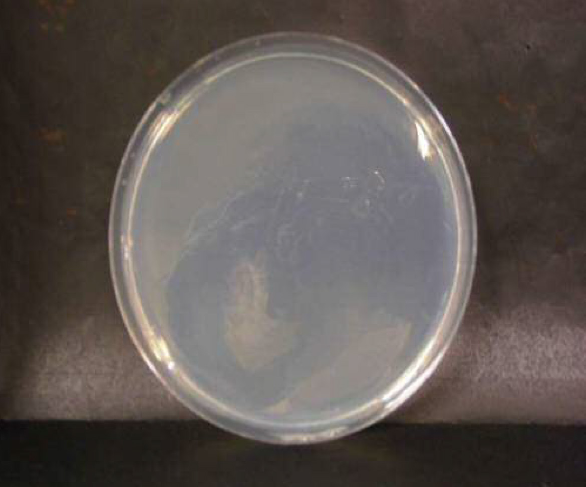 画像：緑膿菌　微酸性電解水接触後　n=1