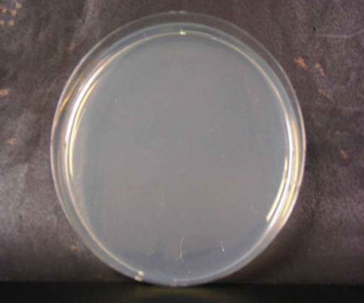 画像：緑膿菌　微酸性電解水接触後　n=3