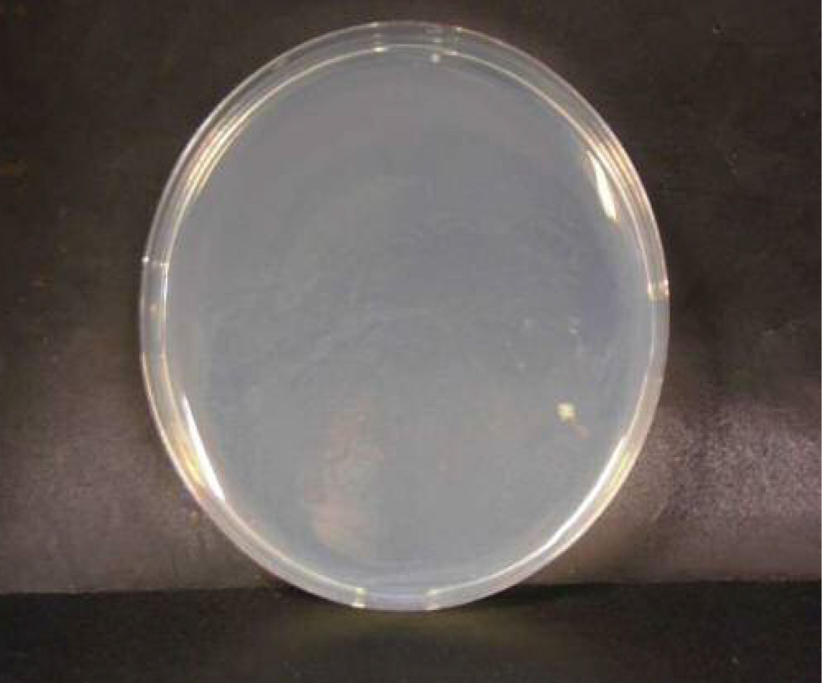 画像：セレウス菌　微酸性電解水接触後　n=1