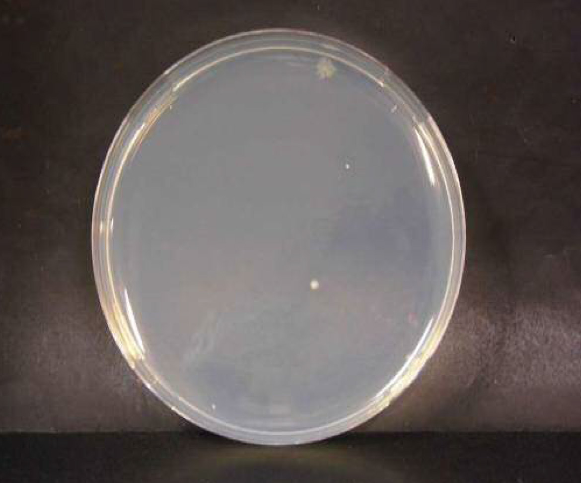 画像：セレウス菌　微酸性電解水接触後　n=2