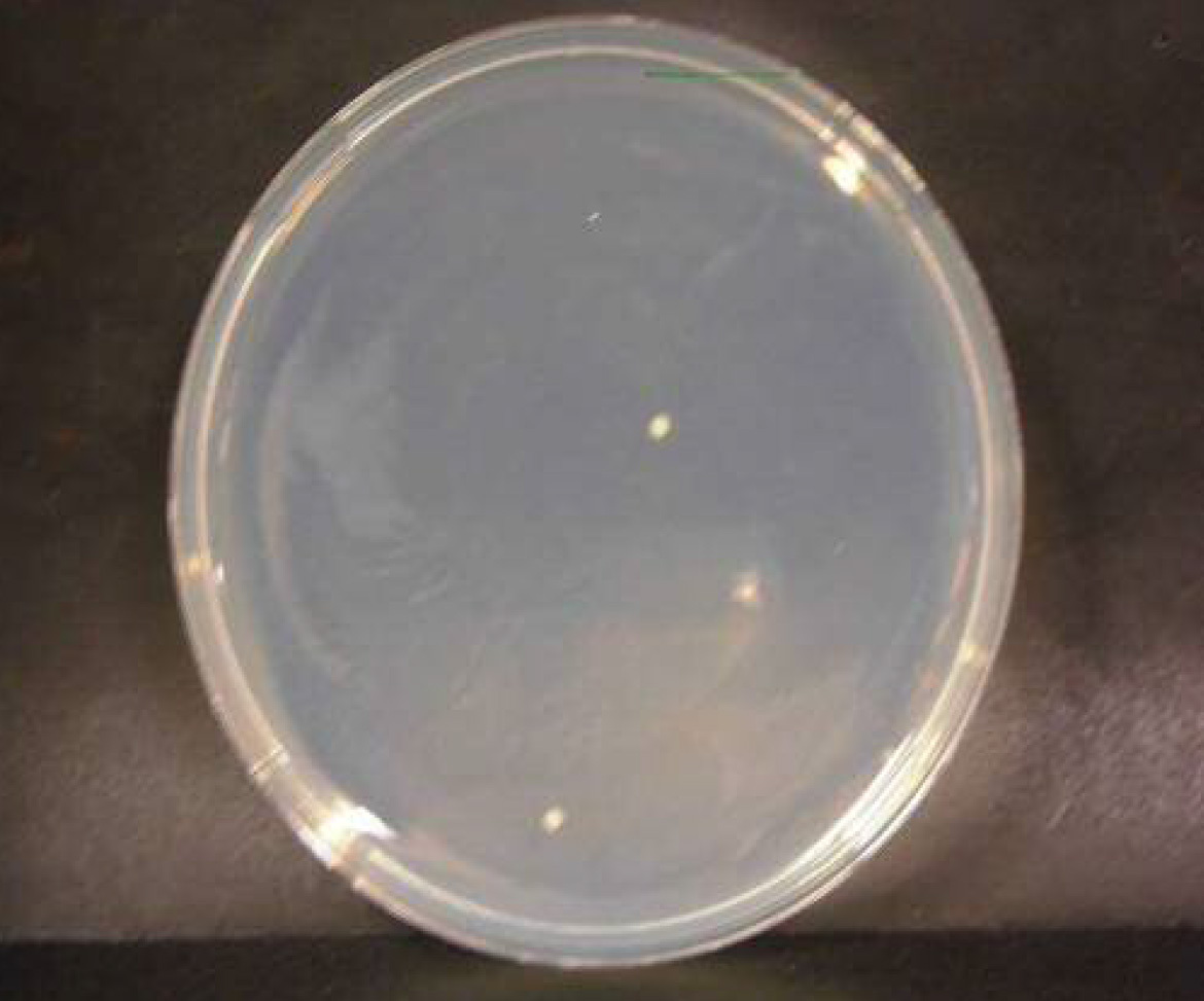 画像：セレウス菌　微酸性電解水接触後　n=3